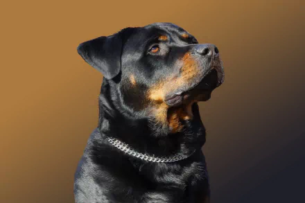 Rottweiler dog with a shiny black coat and a chain collar sits against a gradient brown background, creating a striking HD desktop wallpaper and background.