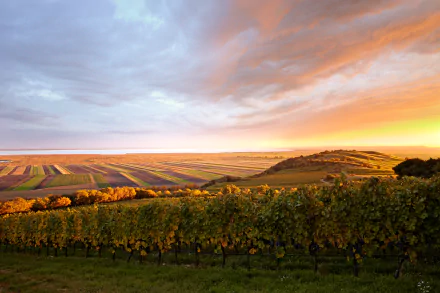 A vibrant HD desktop wallpaper showing a vineyard landscape at sunset with a colorful sky stretching over the horizon, blending natural beauty with a man-made scene.