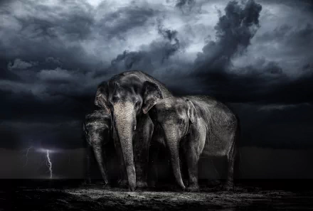 Animal Asian Elephant HD Desktop Wallpaper | Background Image