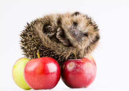 HD desktop wallpaper featuring a curled-up hedgehog resting on red and green apples against a white background.