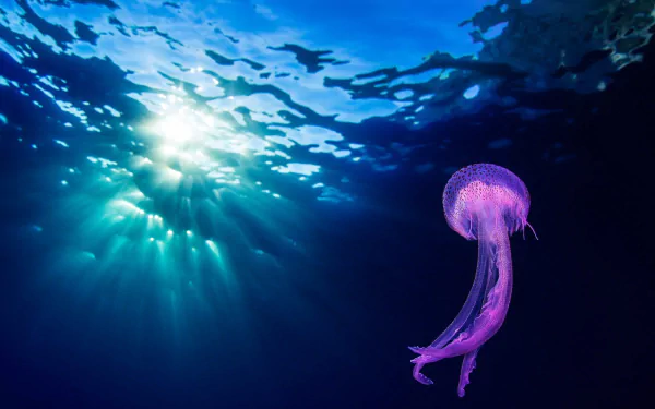 Animal jellyfish HD Desktop Wallpaper | Background Image