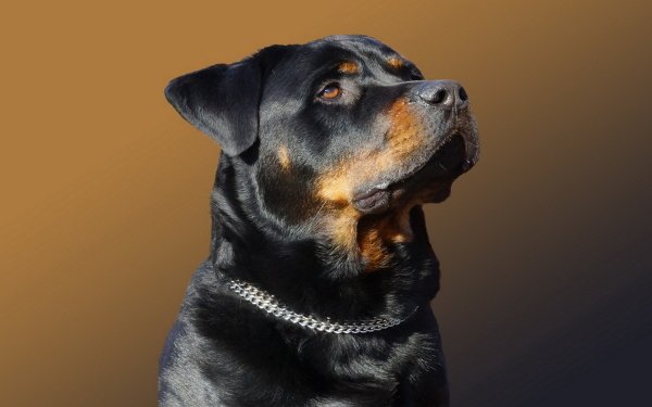 55 Rottweiler HD Wallpapers | Background Images - Wallpaper Abyss