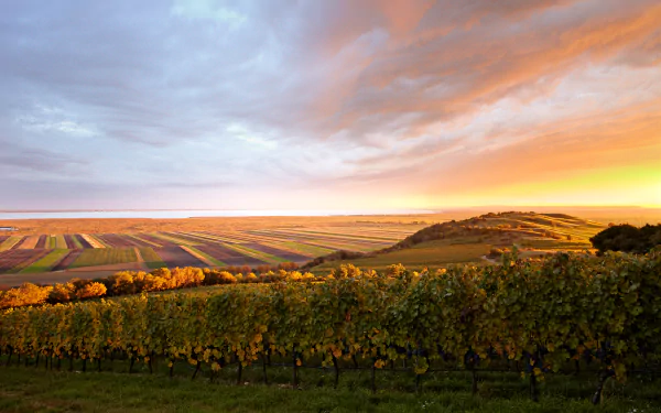 A vibrant HD desktop wallpaper showing a vineyard landscape at sunset with a colorful sky stretching over the horizon, blending natural beauty with a man-made scene.