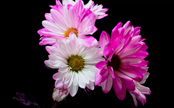 A vibrant 4K Ultra HD desktop wallpaper featuring pink and white flowers against a black background, highlighting natural floral beauty.