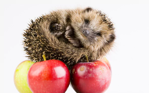 Animal hedgehog HD Desktop Wallpaper | Background Image