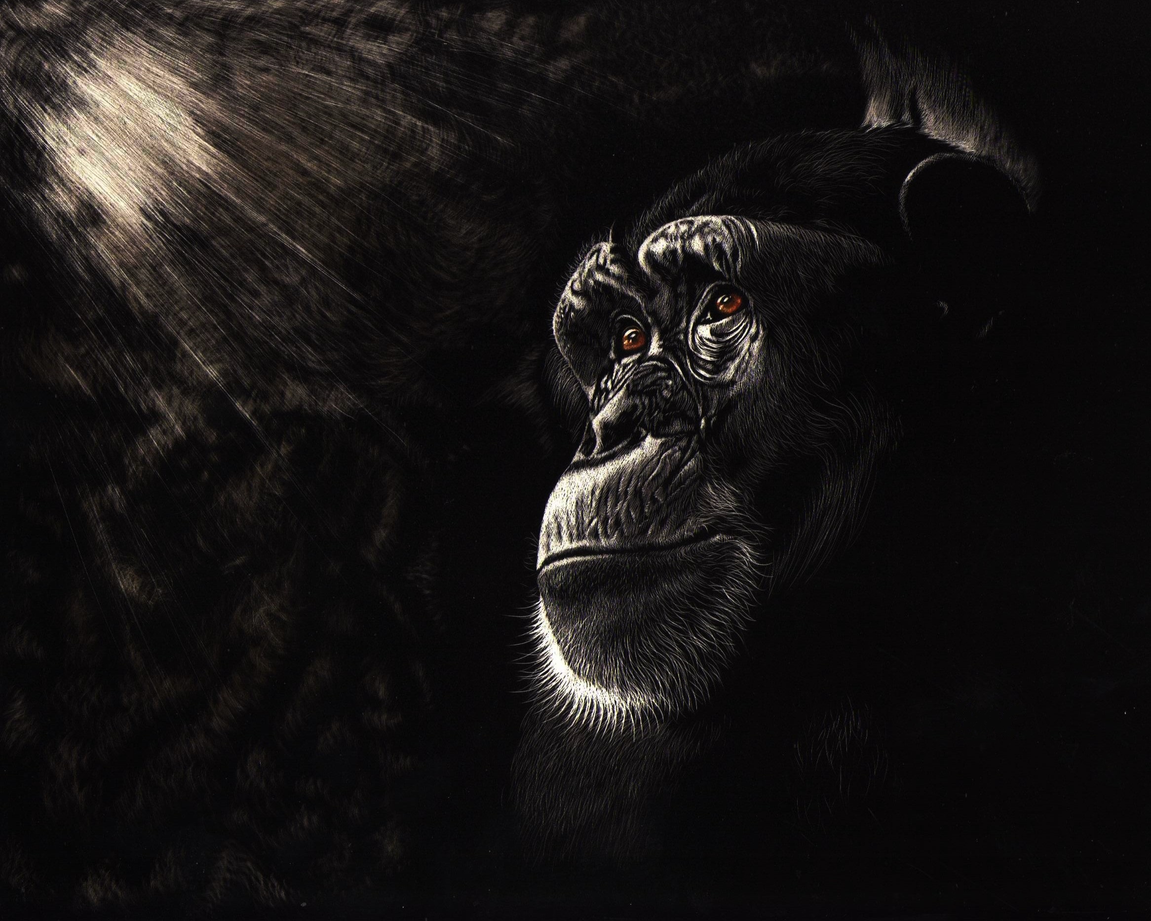 Chimpanzee HD Wallpaper by Shone Chacko