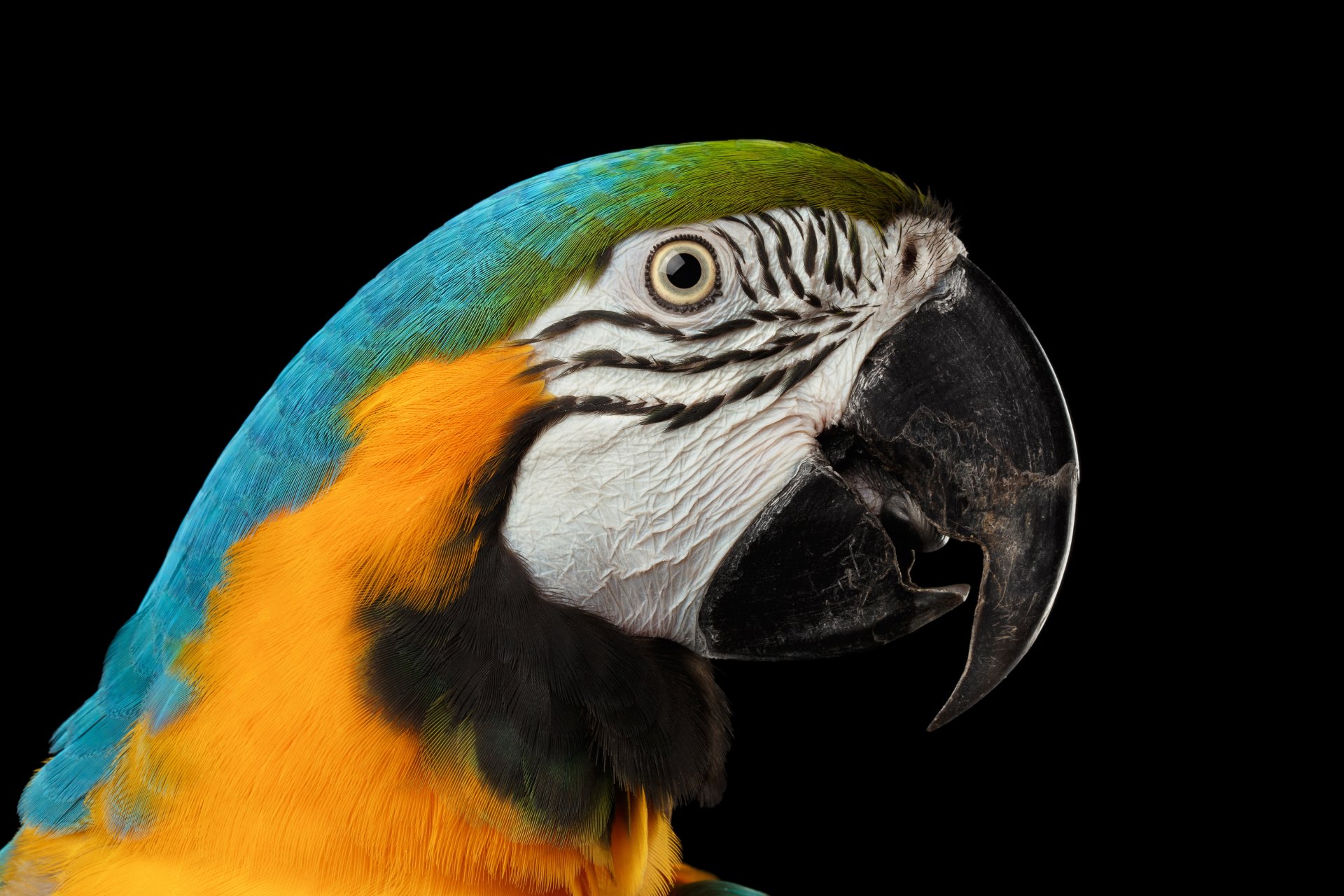 Close-up of a blue-and-yellow macaw (bird, Animal) against a black background — vibrant 5K Ultra HD PC desktop wallpaper and background.
