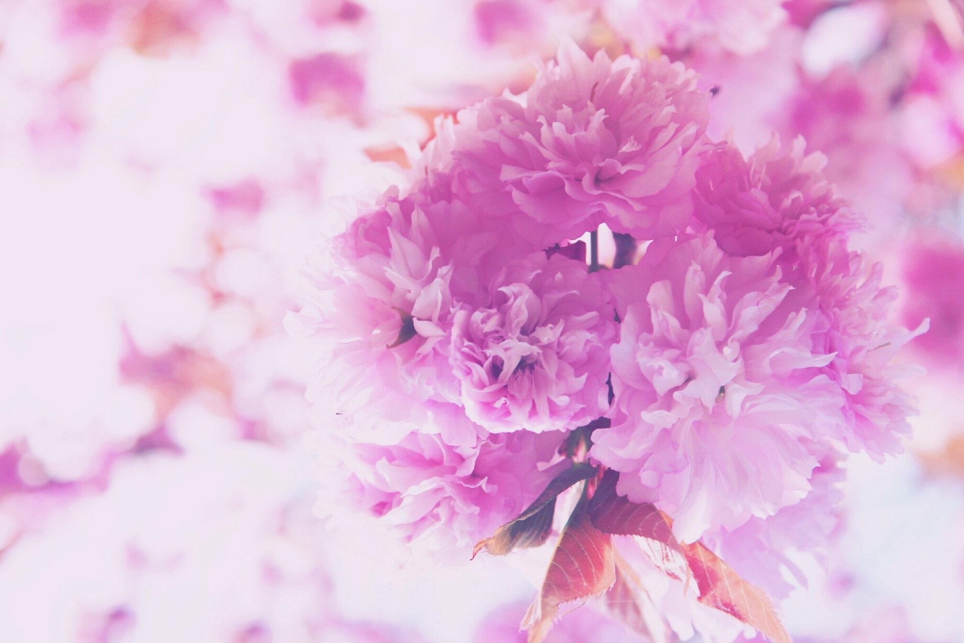 Download Bokeh Pink Flower Spring Flower Nature Blossom HD Wallpaper, image size:1920x1280