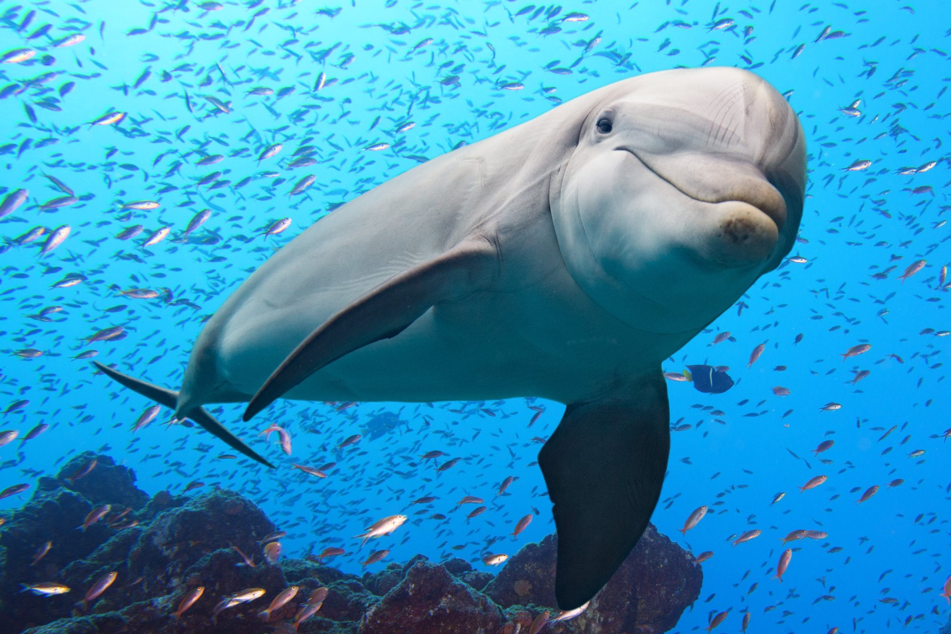 HD desktop wallpaper featuring a close-up of a dolphin swimming in a vibrant, blue ocean, surrounded by a school of small fish.