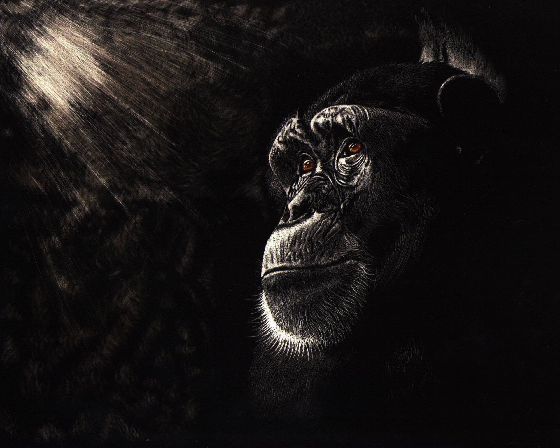 Download Primate Monkey Animal Chimpanzee HD Wallpaper by Shone Chacko