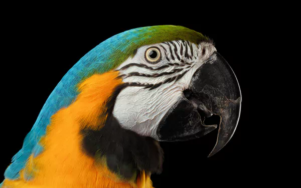 Close-up of a blue-and-yellow macaw (bird, Animal) against a black background — vibrant 5K Ultra HD PC desktop wallpaper and background.