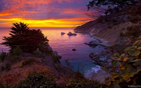 Earth Sunset Coast Coastline Tree Ocean Sea Horizon HD Wallpaper | Background Image