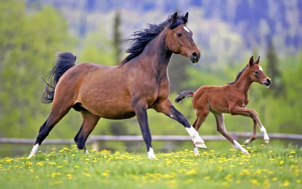 A mare and foal running through a sunny meadow with a blurred background of trees and mountains in the distance. This HD desktop wallpaper captures the beauty of horses in a vibrant natural setting.