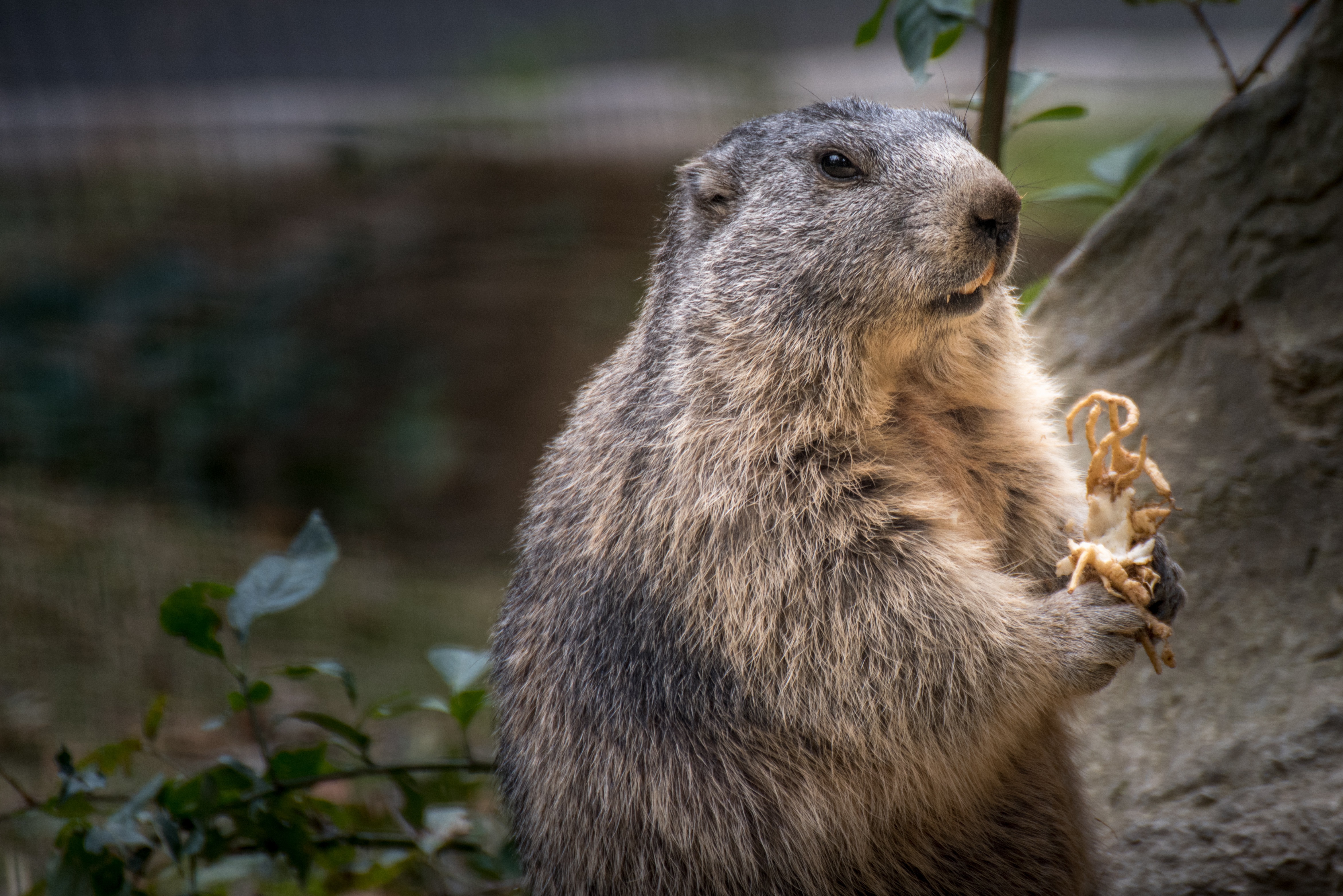 Сурк. Мармот сурок. Сурок Степной, Байбак (Marmota Bobak). Бабак Мармот. Суслик Мармот.