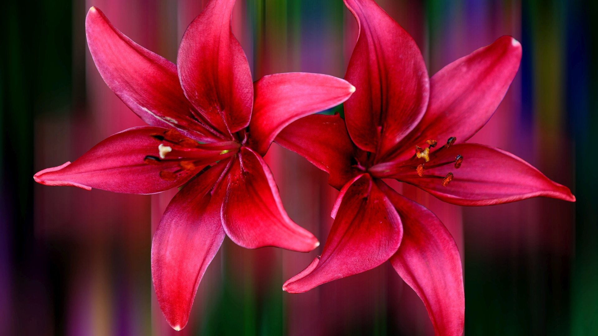 Download Pink Flower Lily Artistic Flower 4k Ultra HD Wallpaper