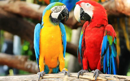 Two vibrant Macaws perched on a branch, a blue-and-yellow Macaw and a red-and-green Macaw, make for a captivating HD desktop wallpaper background.