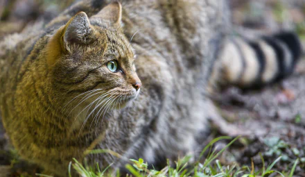 cat Animal wildcat HD Desktop Wallpaper | Background Image
