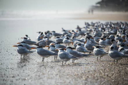 blur shore Animal bird HD Desktop Wallpaper | Background Image