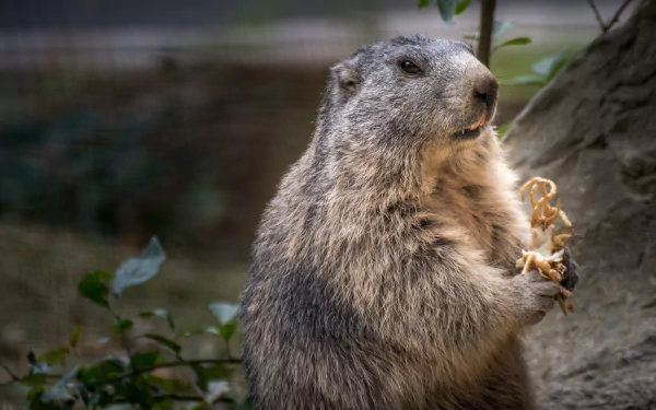 Close-up of a marmot rodent nibbling vegetation, high-resolution 4K Ultra HD animal portrait for PC desktop wallpaper and background.