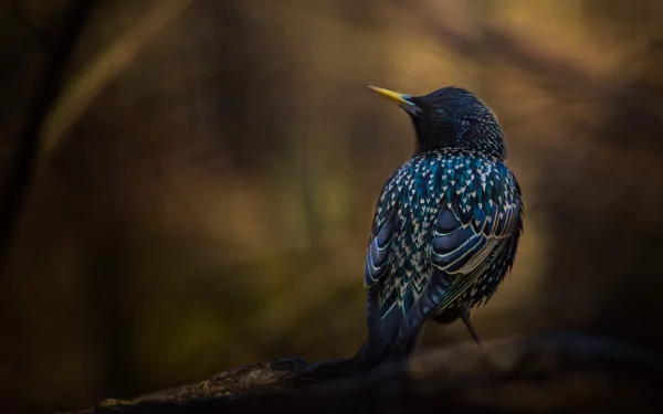 HD desktop wallpaper featuring a starling bird with glossy, iridescent feathers perched against a softly blurred natural background.