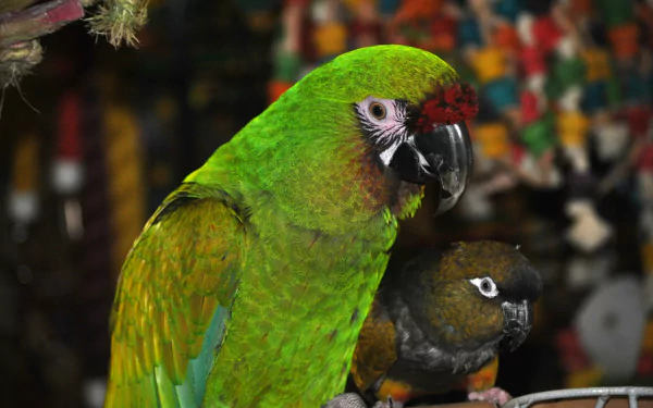 A vibrant military macaw and a smaller bird perched together, captured in sharp detail as an HD PC desktop wallpaper and background.