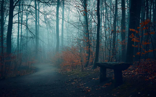 Dark forest path with a lone wooden bench among bare trees and orange leaves, mist drifting through the woods — HD PC desktop wallpaper/background.