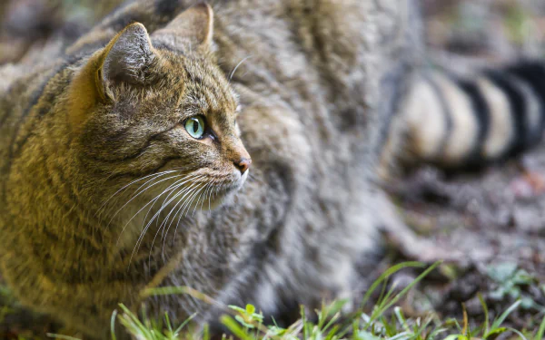 Close-up of a wildcat with green eyes in natural habitat, captured in 4K Ultra HD for PC desktop wallpaper and background.