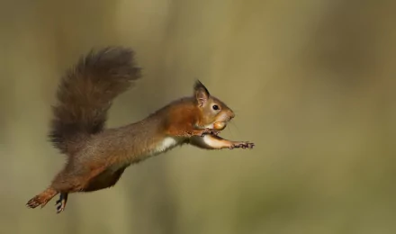 Jumping squirrel rodent animal frozen mid-air against a soft bokeh background — HD PC desktop wallpaper