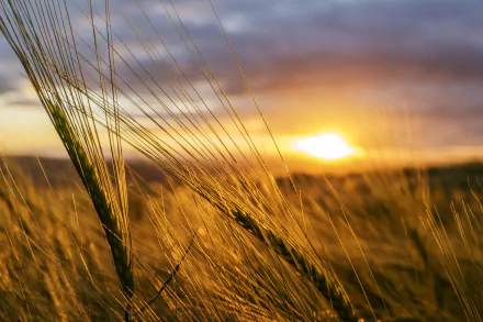 Close-up of wheat in a field at sunset, showcasing depth of field in a vibrant summer nature scene, captured in HD quality for a PC desktop wallpaper.
