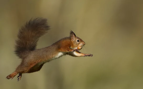 Jumping squirrel rodent animal frozen mid-air against a soft bokeh background — HD PC desktop wallpaper