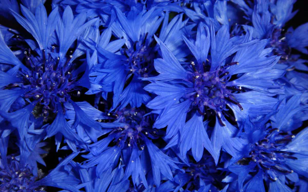  Cornflowers