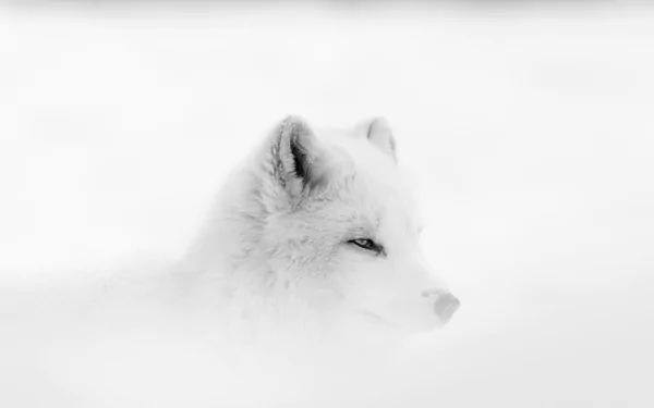 HD desktop wallpaper of a white polar fox blending into its snowy surroundings, showcasing the animal's natural camouflage and serene beauty.