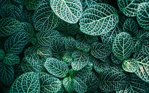 Nature Plant Leaf Green HD Wallpaper | Background Image