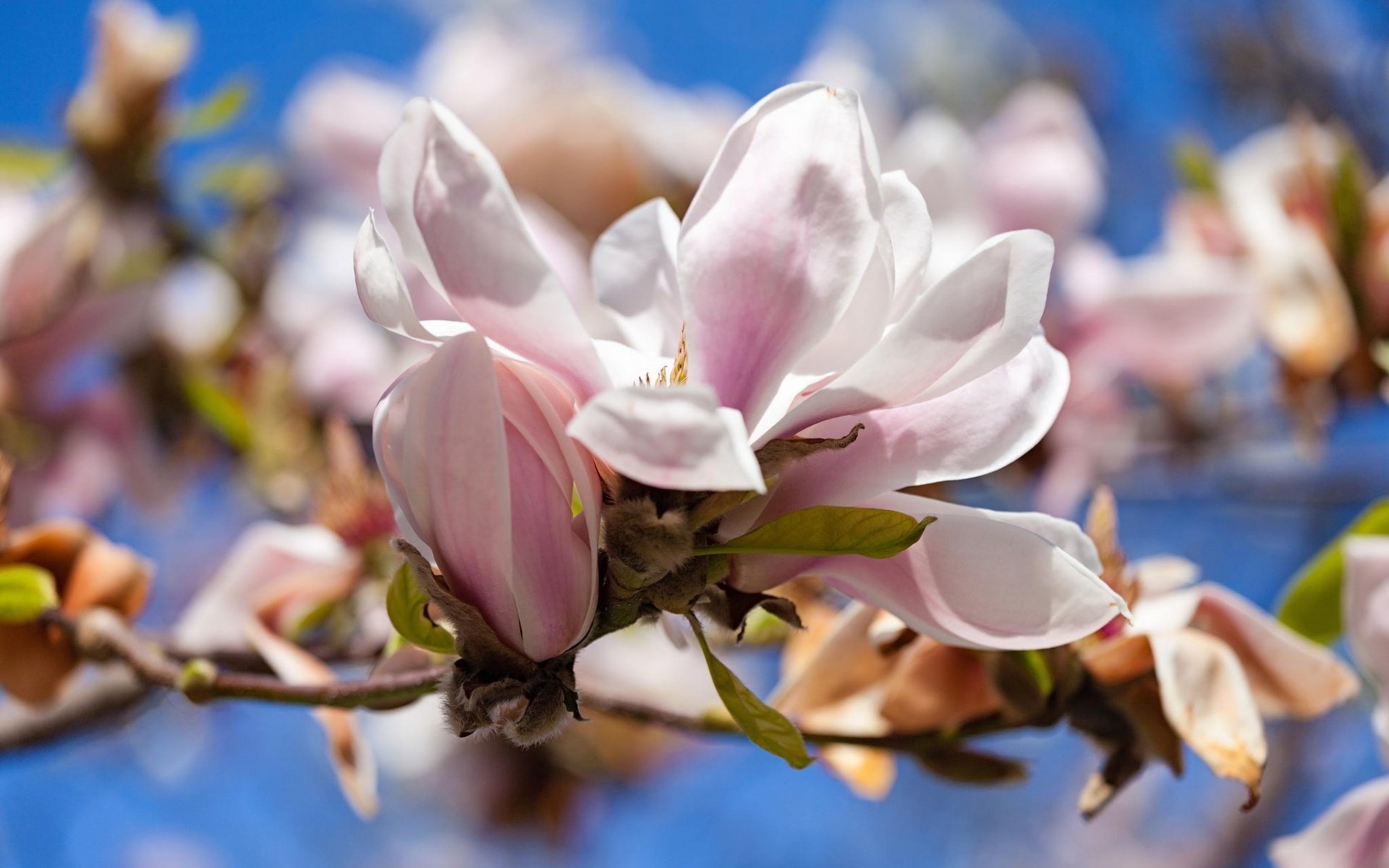 Magnolia HD Wallpaper | Background Image | 1920x1200 | ID:776468 - Wallpaper Abyss