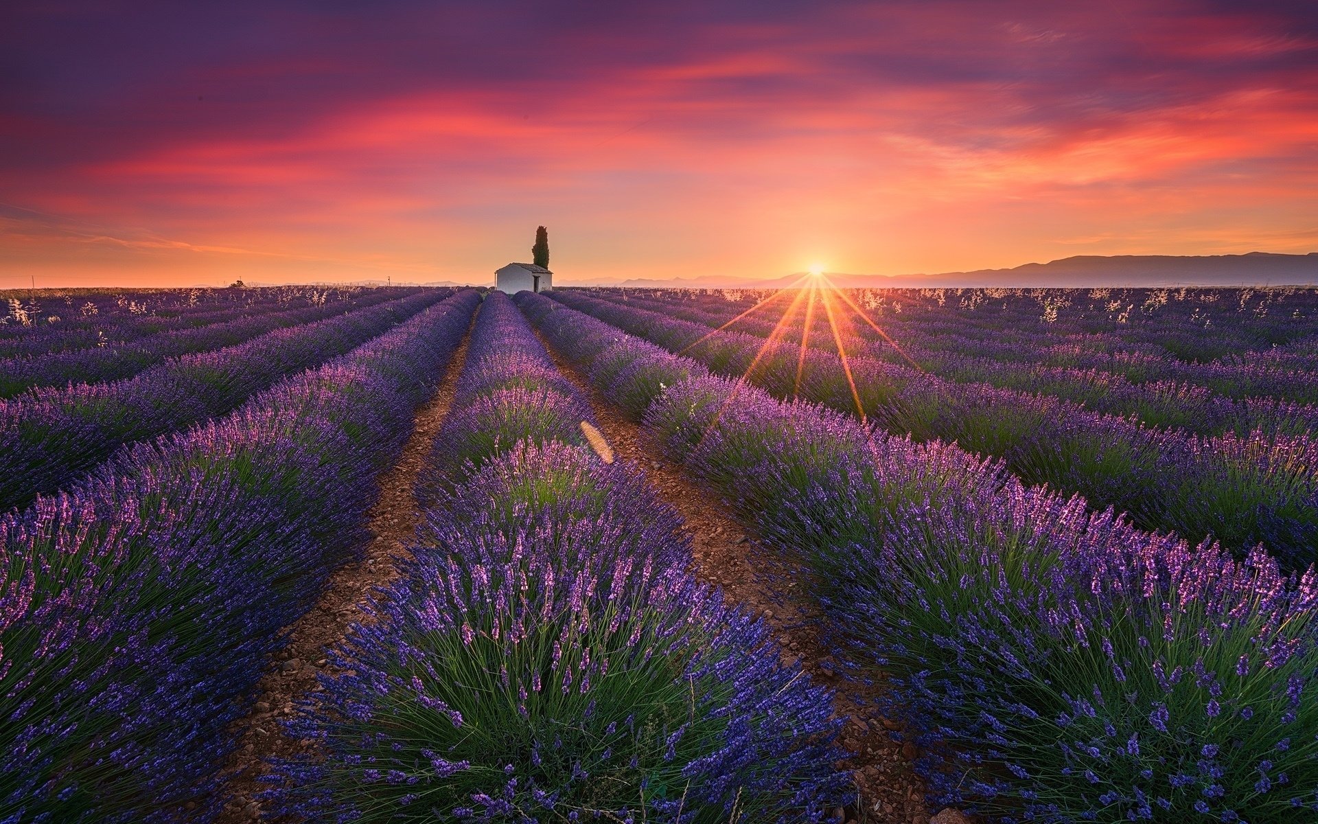 Download Horizon Sunbeam Sunrise Field Purple Flower Flower Nature ...