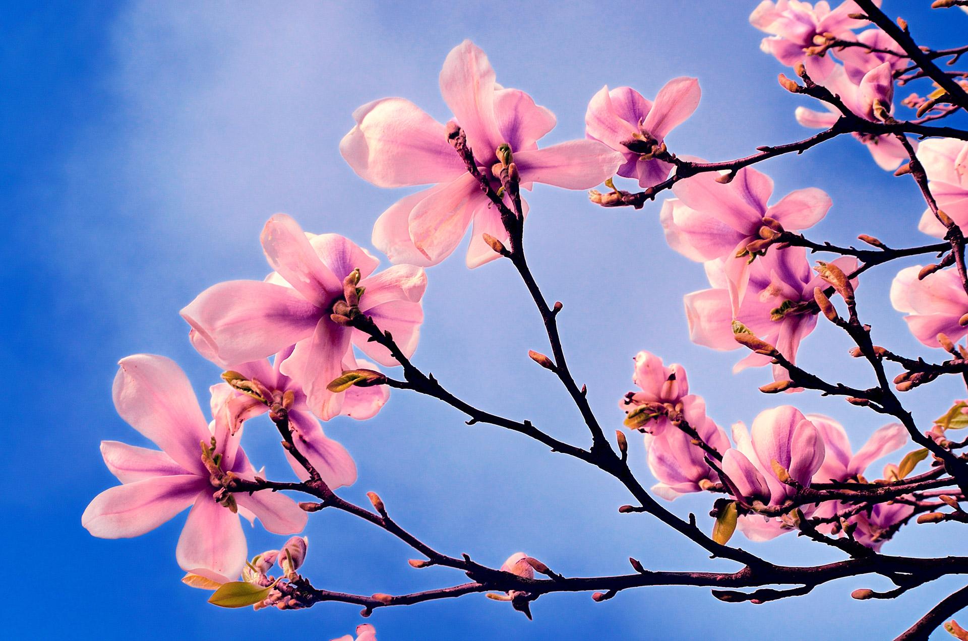 Download Spring Pink Flower Branch Flower Nature Blossom HD Wallpaper