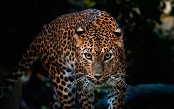 250 Jaguar Hd Wallpapers Background Images Wallpaper Abyss