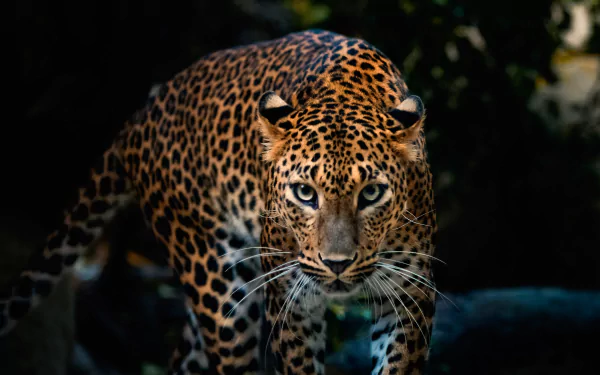 A high-definition desktop wallpaper featuring a close-up of a leopard with piercing blue eyes, captured intently looking forward against a dark, natural background.