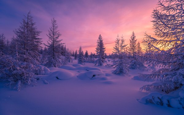 Earth Winter Tree Forest Snow Sunset Pink HD Wallpaper | Background Image