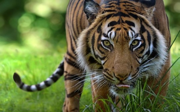 Animal Tiger Cats Bokeh Stare HD Wallpaper | Background Image