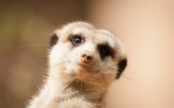 Animal meerkat HD Desktop Wallpaper | Background Image