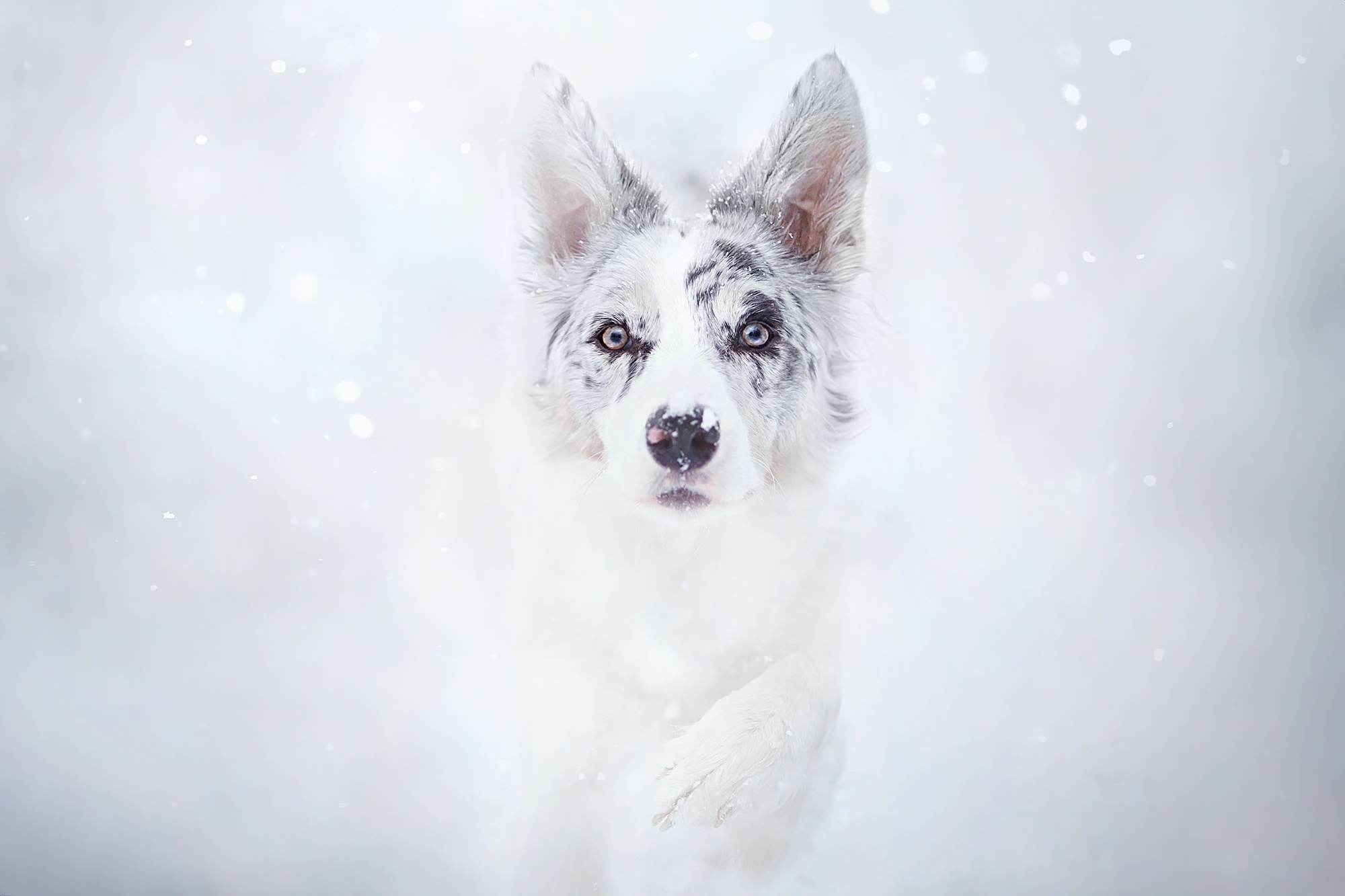 Animal Dog HD Wallpaper | Background Image