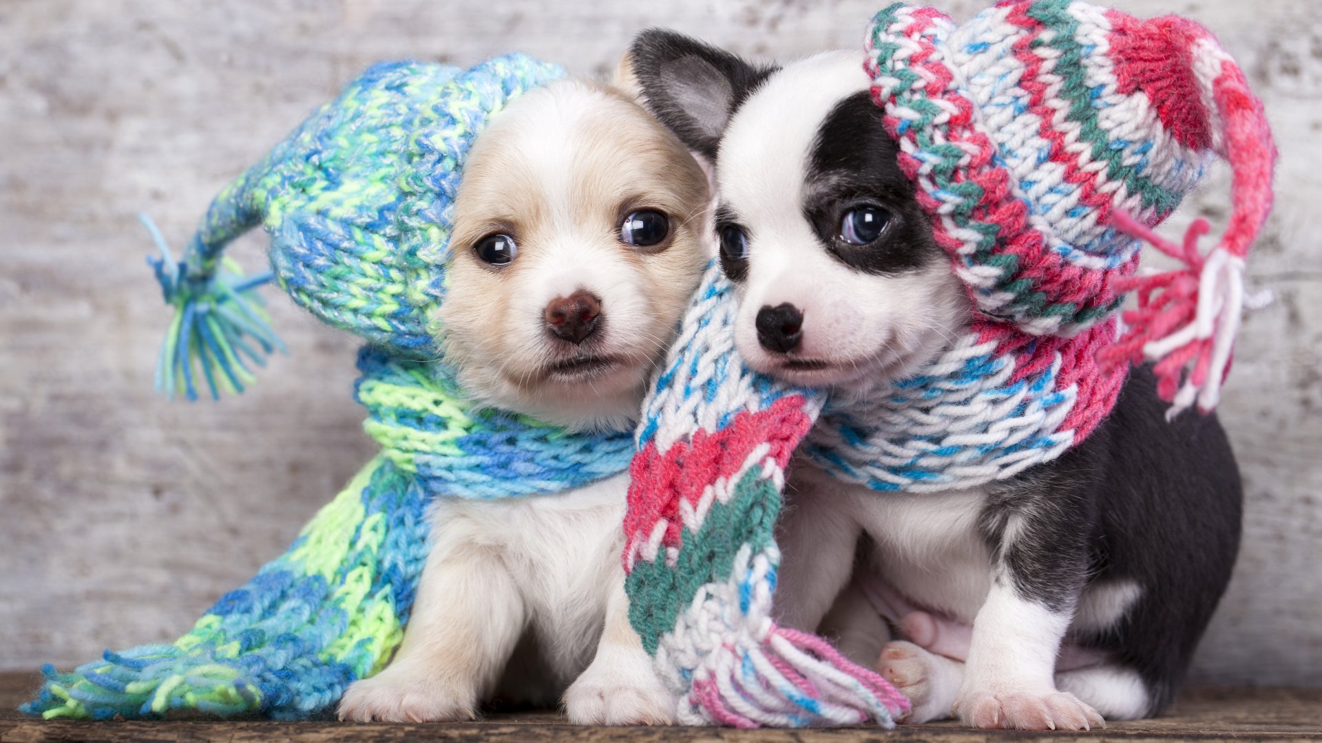 HD desktop wallpaper featuring two adorable puppies wearing colorful knitted hats and scarves. The baby animals, one white and tan, the other black and white, exude warmth and charm.