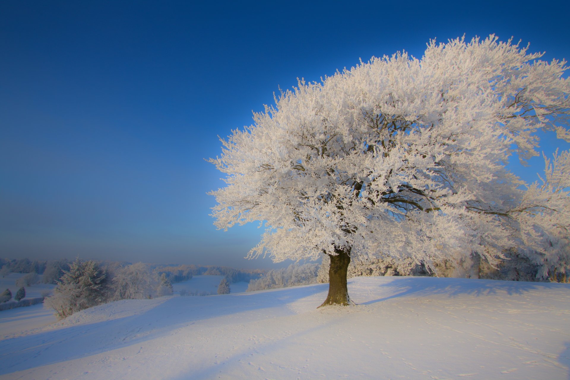 4K Ultra HD PC desktop wallpaper and background: a lone tree blanketed in snow on a rolling winter field, a serene nature scene beneath a clear blue sky.