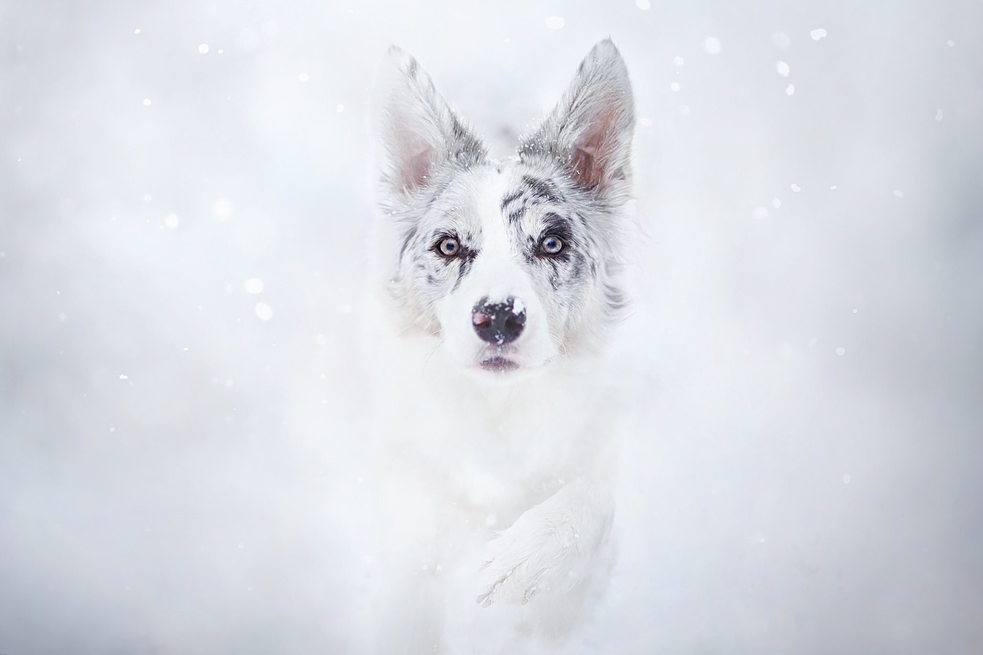 HD wallpaper of a white dog with a spotted muzzle and pointy ears, surrounded by a snowy background.