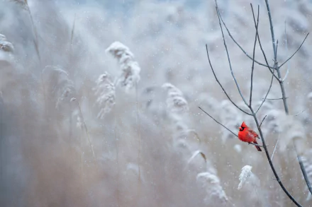 A vibrant northern cardinal perched on a bare branch amid softly falling snow in a serene winter landscape, captured in 4K Ultra HD.