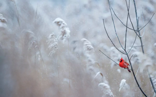 A vibrant northern cardinal perched on a bare branch amid softly falling snow in a serene winter landscape, captured in 4K Ultra HD.