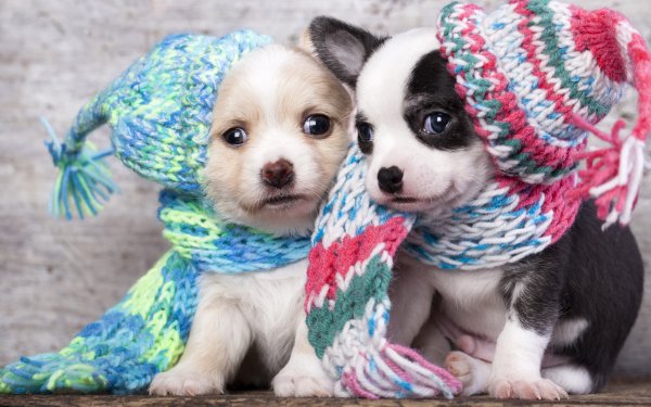 Animal Puppy Dogs Dog Baby Animal Scarf Hat HD Wallpaper | Background Image