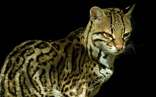 HD wallpaper featuring a beautifully patterned ocelot against a dark background.