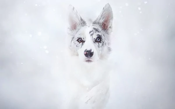 HD wallpaper of a white dog with a spotted muzzle and pointy ears, surrounded by a snowy background.